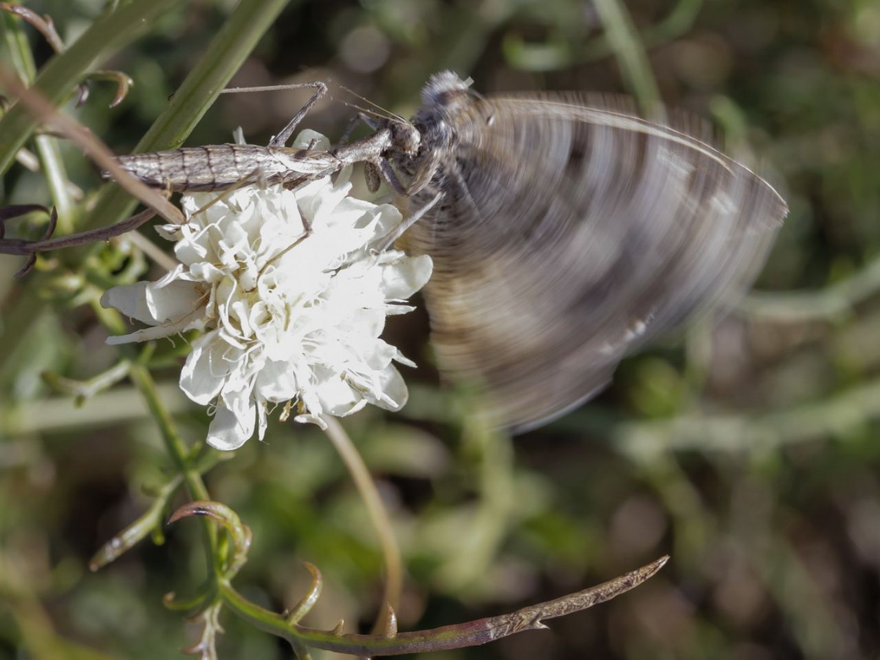 Ameles decolor preda Chazara briseis